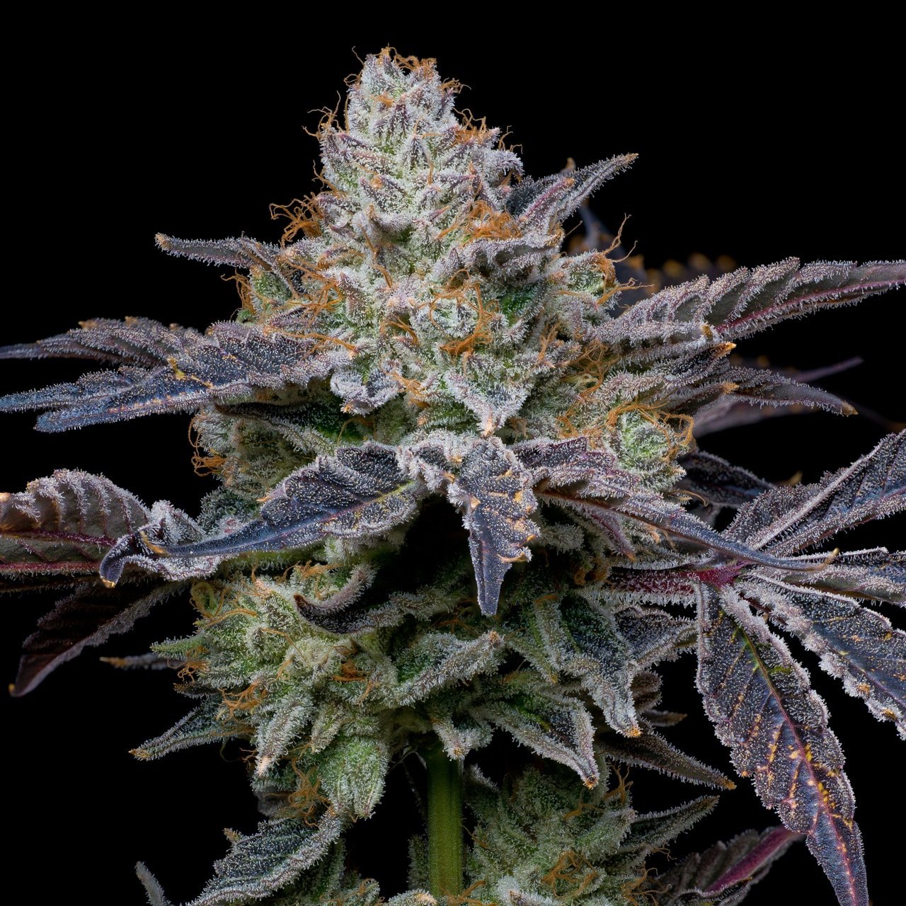 Forbidden Fruit seeds