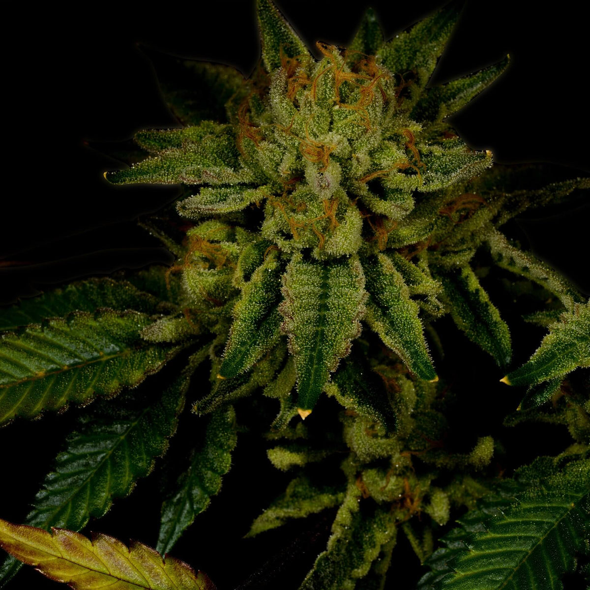 🎁 Gorilla Glue #4 Autoflower Seeds (100% off)