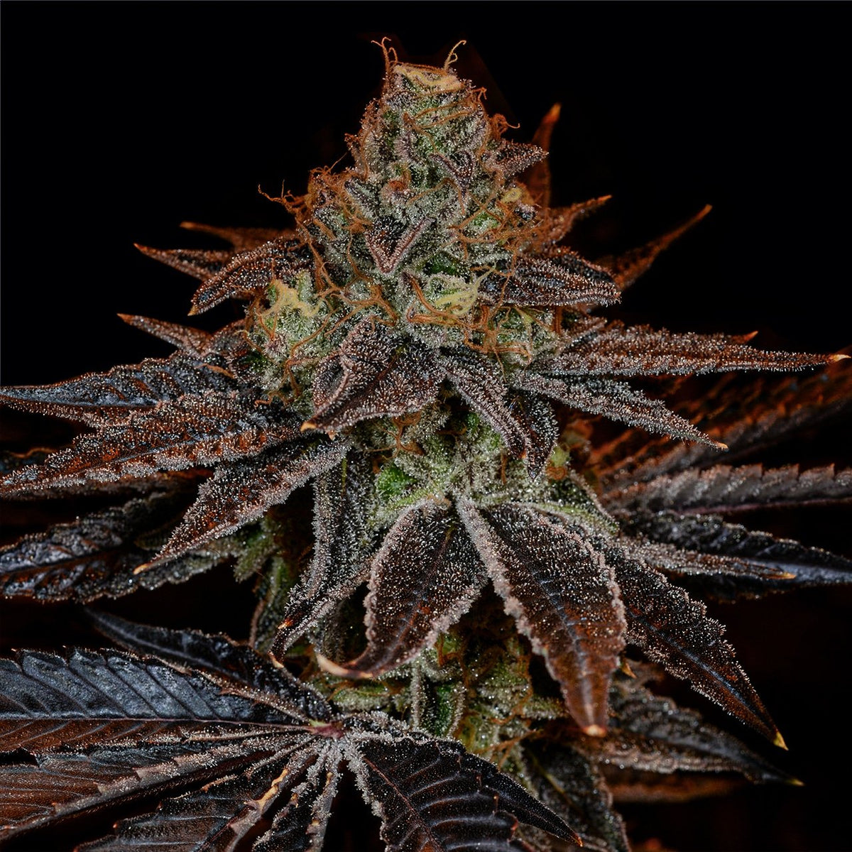 🎁 GMO Seeds (100% off)