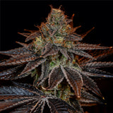 🎁 GMO Seeds (100% off)
