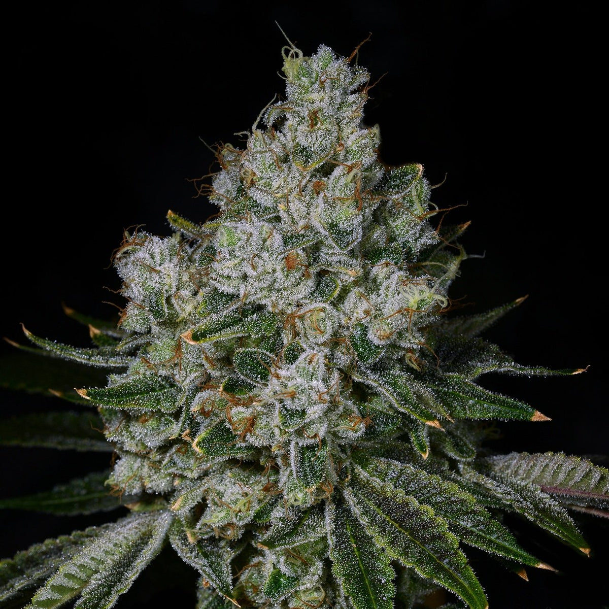 🎁 Garlic Breath Seeds (100% off)