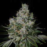 🎁 Garlic Breath Seeds (100% off)