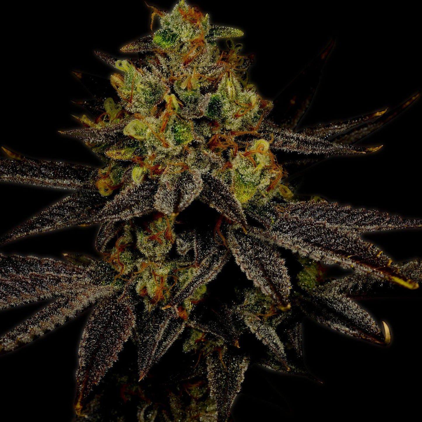 elato Autoflower cannabis bud. The leaves surrounding the bud are dark purple, almost black, creating a striking contrast with the vibrant green of the bud. Shop Gelato autoflower seeds with Premium Cultivars.