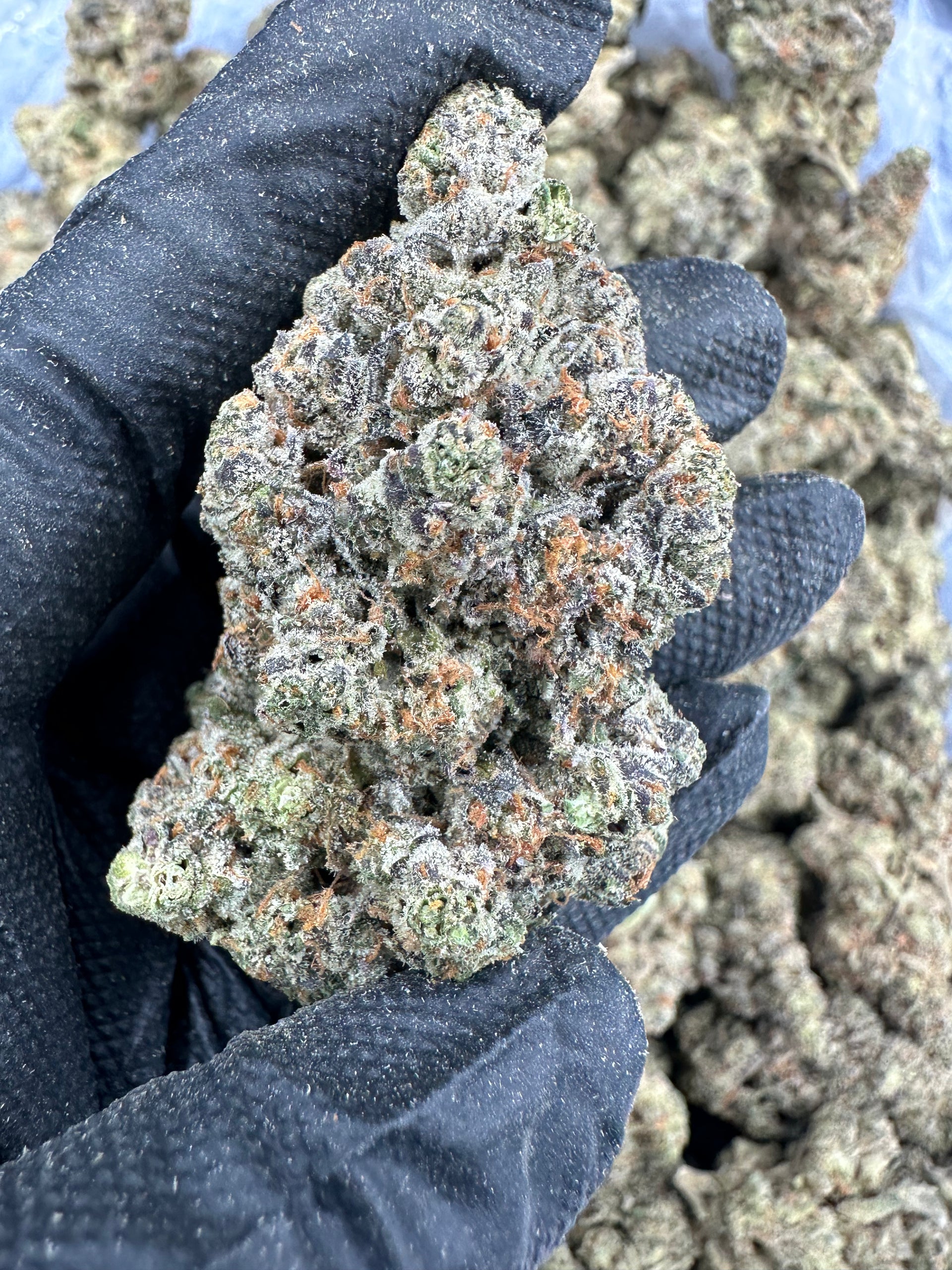 Georgia_Pie_1.heic?v=