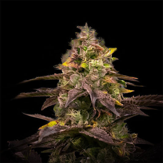 Ghost Train Feminized Cannabis Plant