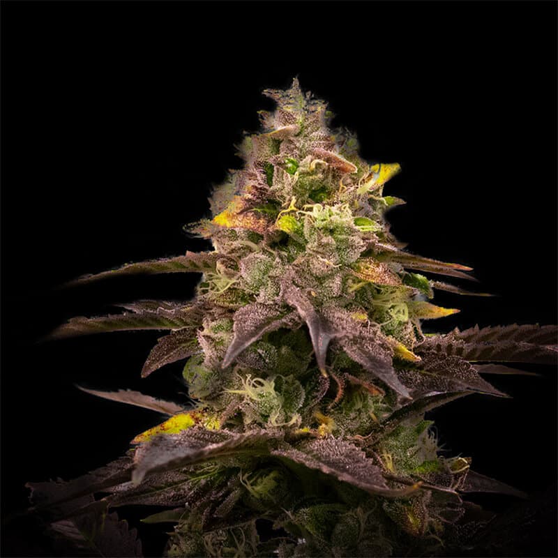 🎁 Ghost Train Haze Seeds (100% off)