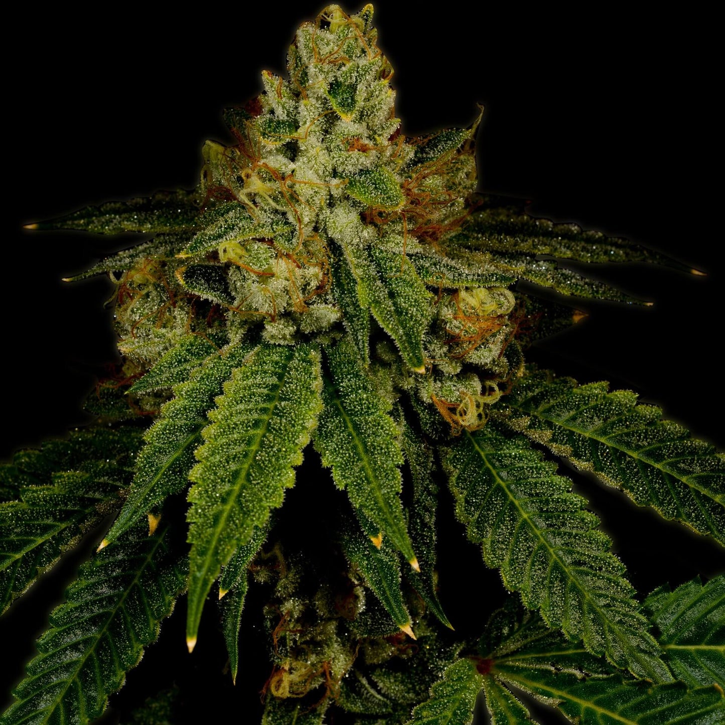 🎁 Girl Scout Cookies Seeds (100% off)
