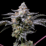 🎁 Girl Scout Zookies Autoflower Seeds (100% off)