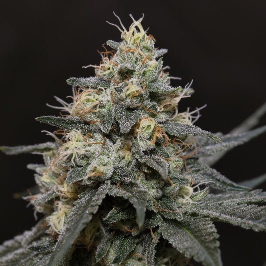 🎁 Glookies Seeds (100% off)