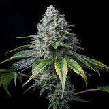 🎁 Golden Goat Seeds (100% off)
