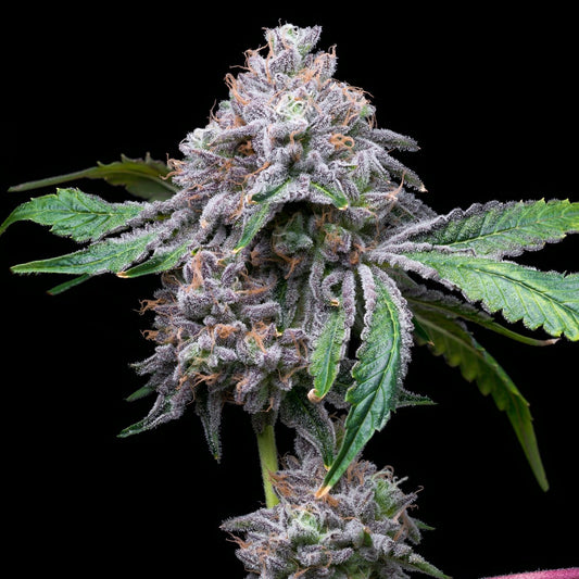 Gorilla Cookies Plant