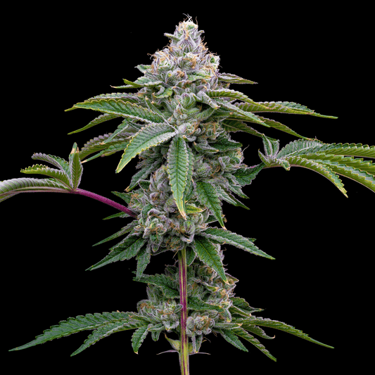 Gorilla Runtz Autoflower Seeds