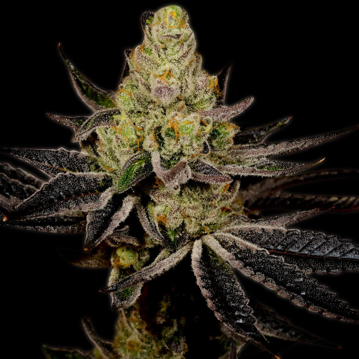 🎁 Granddaddy Purple Autoflower Seeds (100% off)