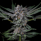 🎁 Grape Donut Autoflower Seeds (100% off)