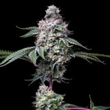🎁 Grape Stomper Seeds (100% off)
