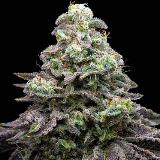 🎁 Grease Monkey Seeds (100% off)