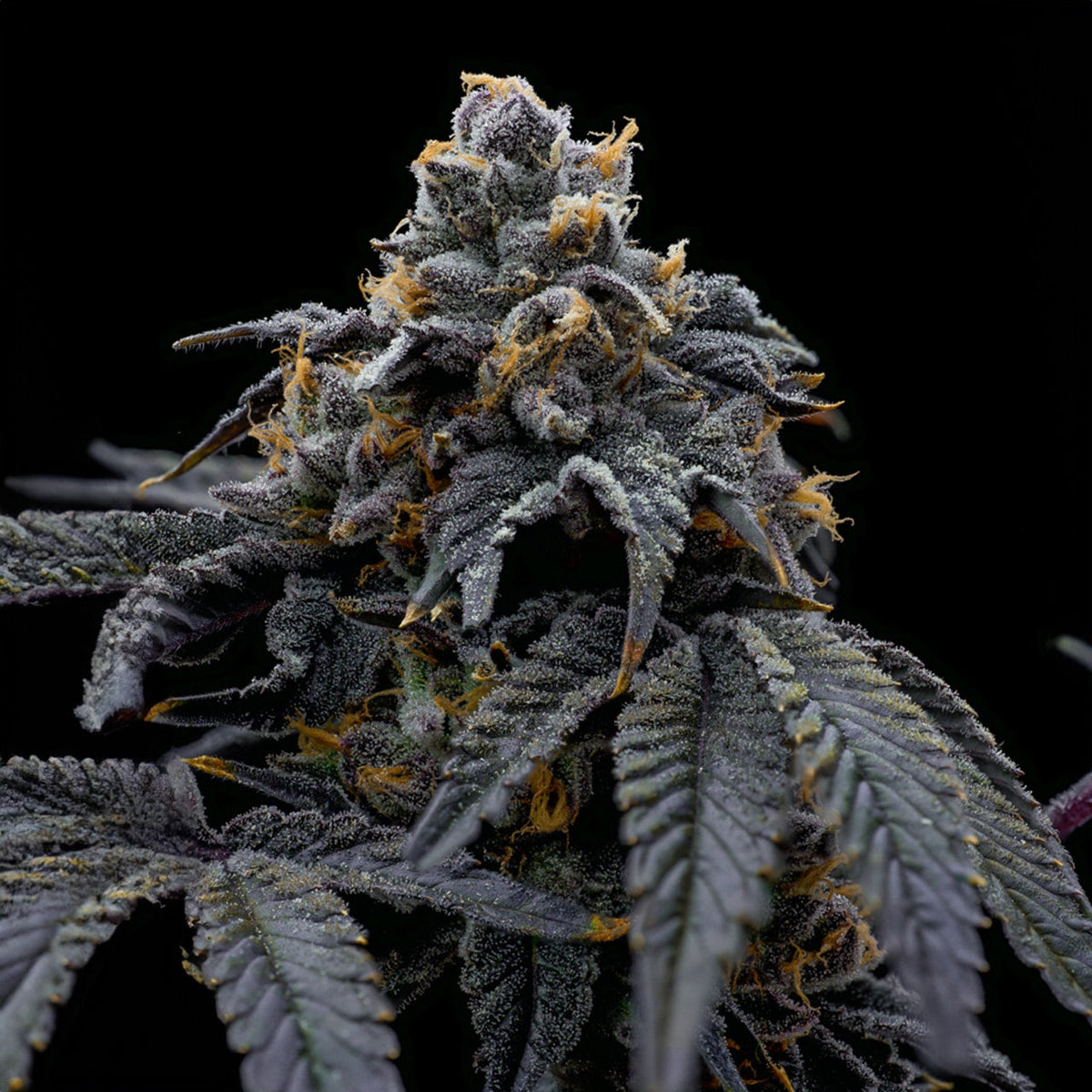 🎁 Han Solo Burger Seeds (100% off)