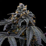 🎁 Han Solo Burger Seeds (100% off)