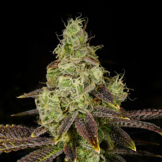 🎁 Hella Jelly Seeds (100% off)