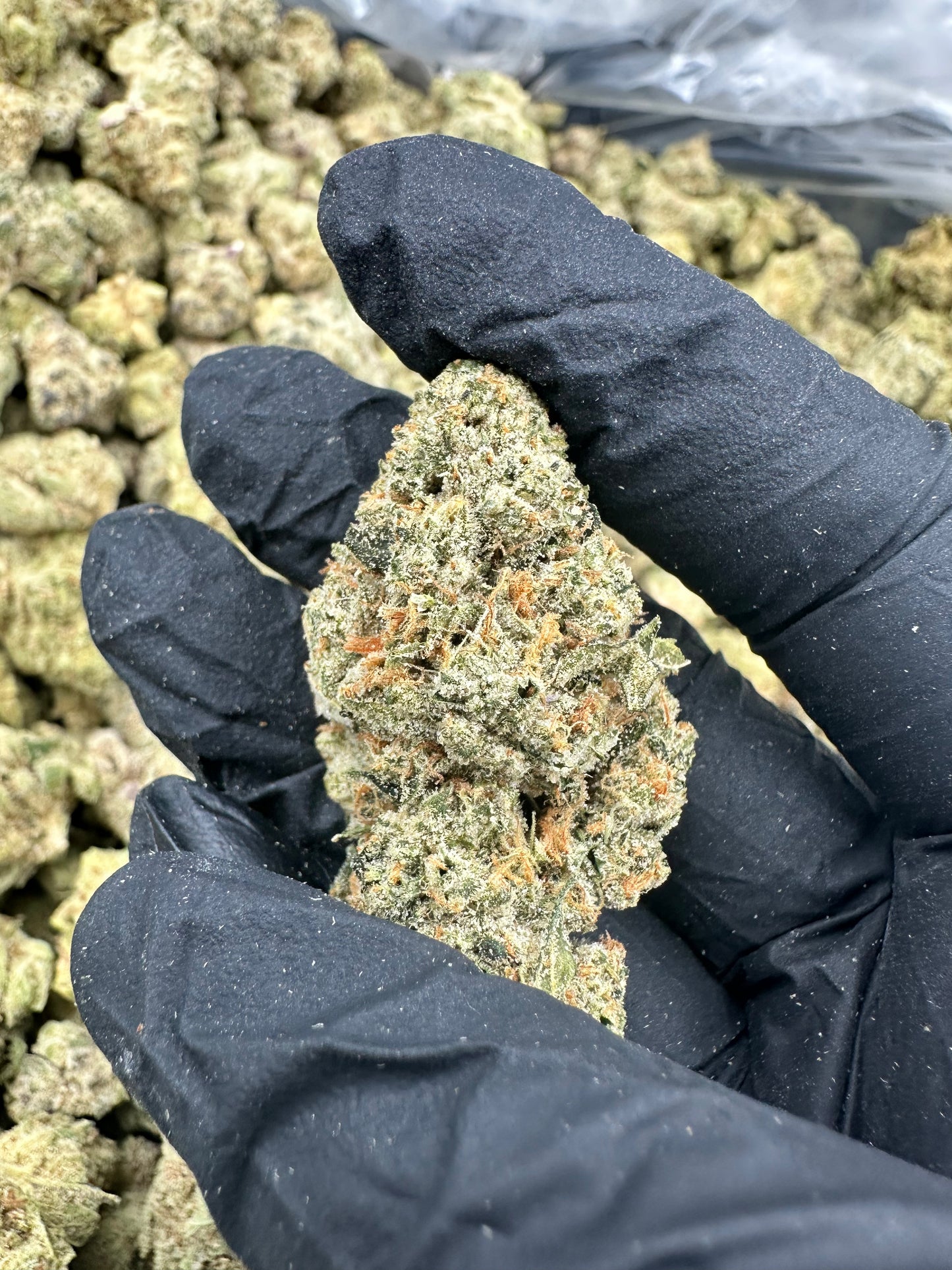 Bruce Banner THCA Flower (Premium)