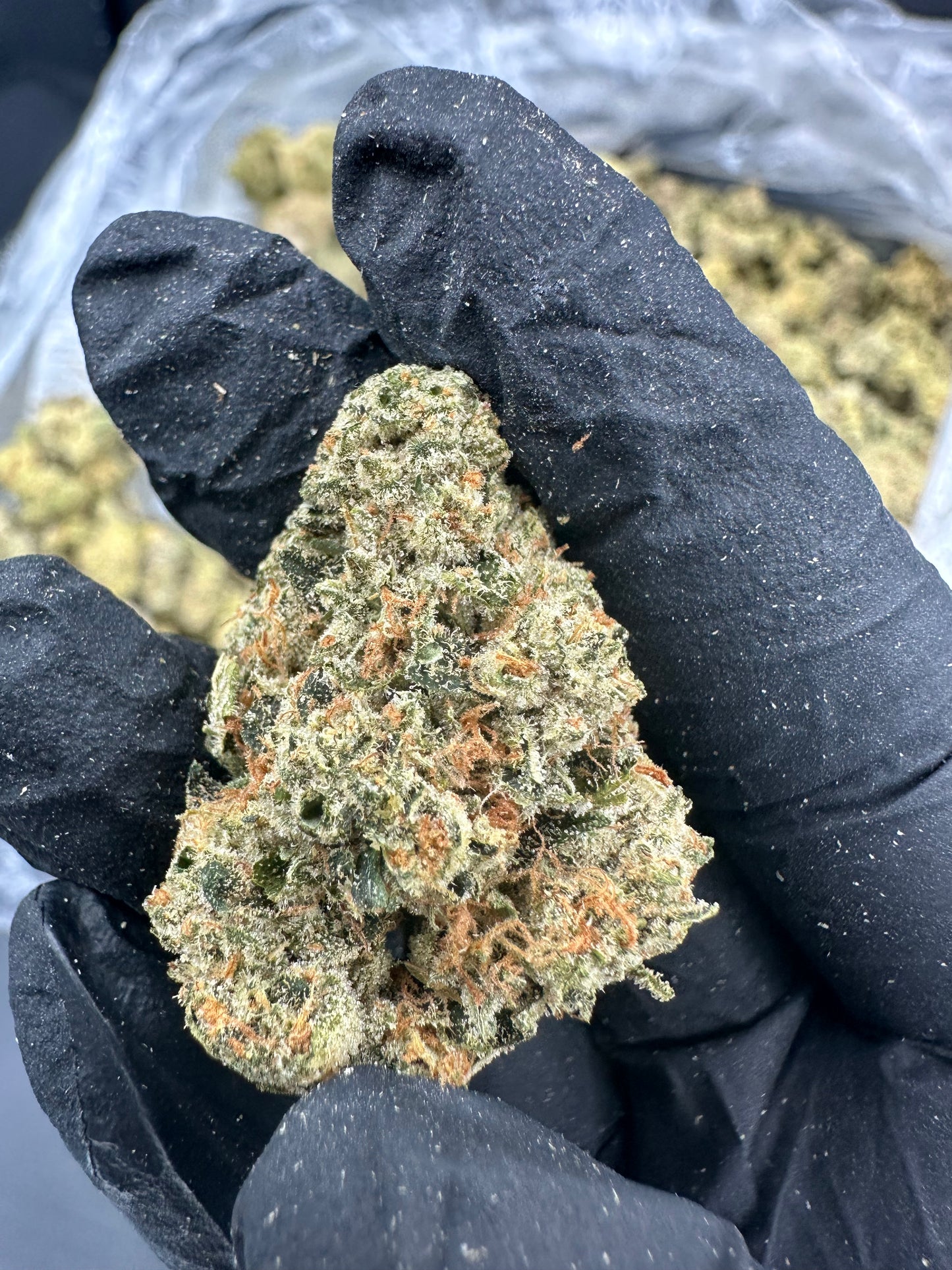 Bruce Banner THCA Flower (Premium)