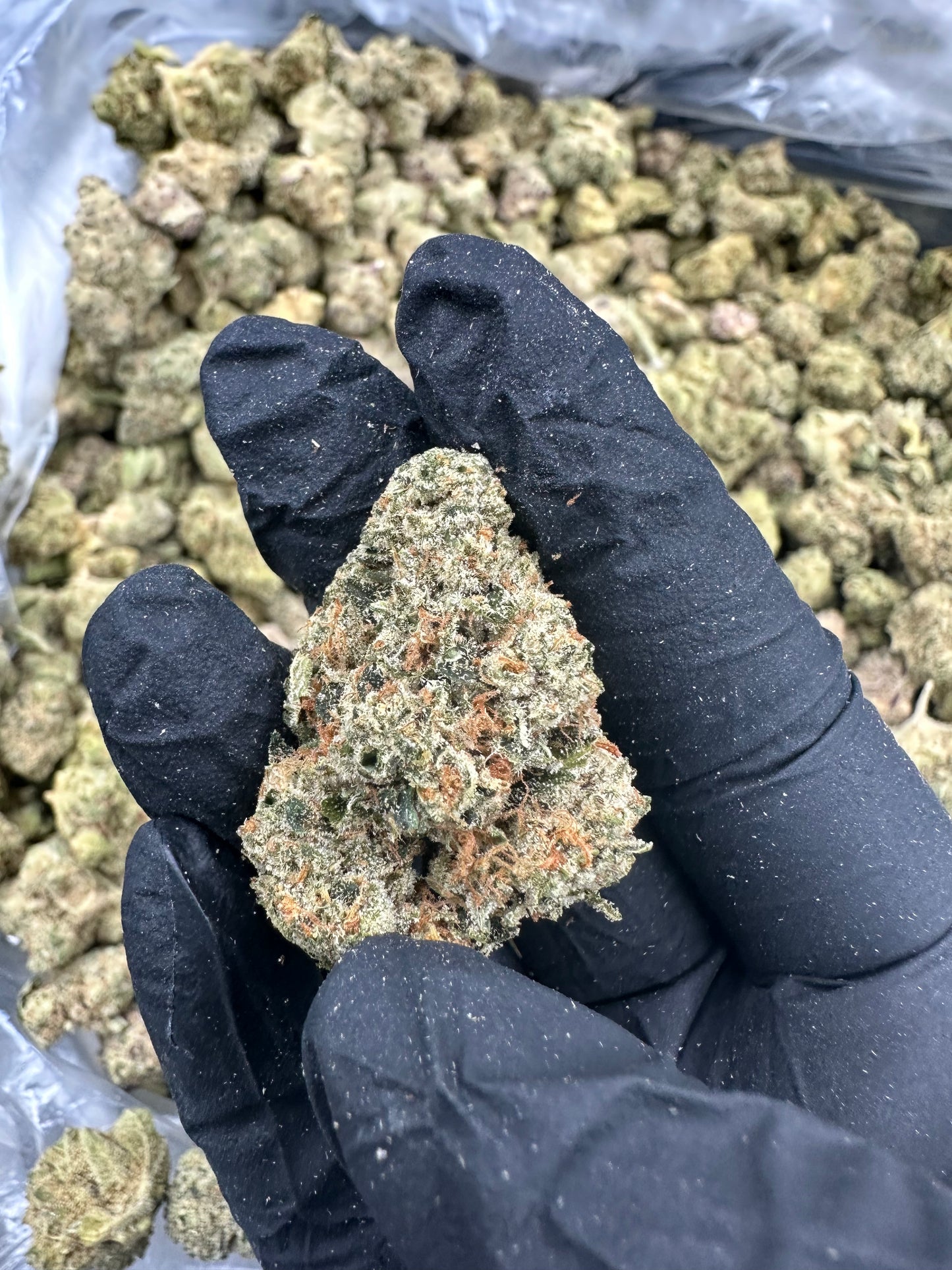 Bruce Banner THCA Flower (Premium)
