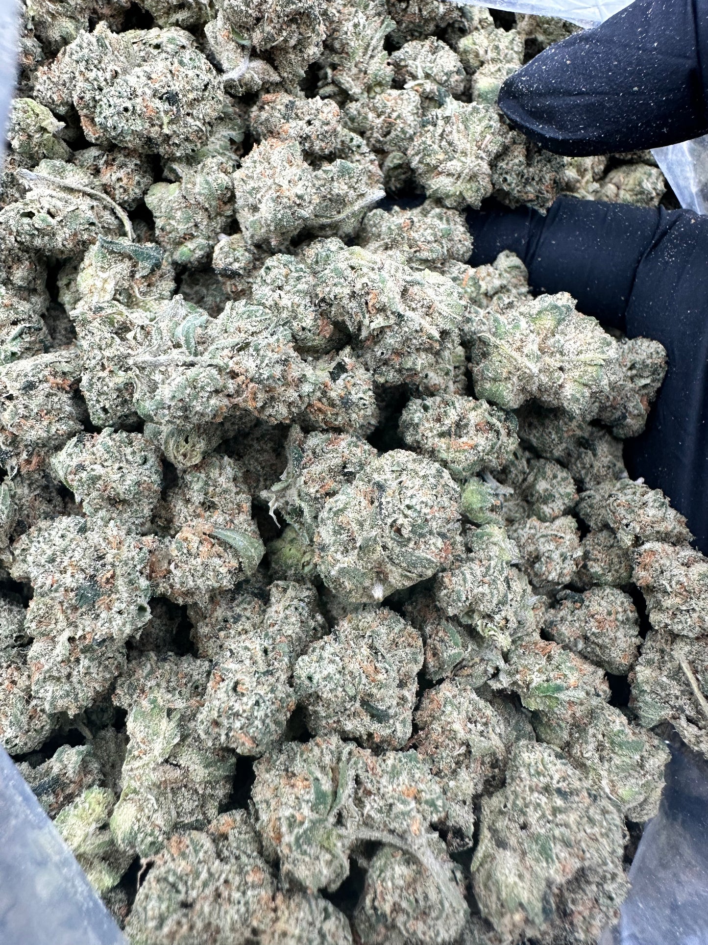 Bruce Banner THCA Flower (Budget)