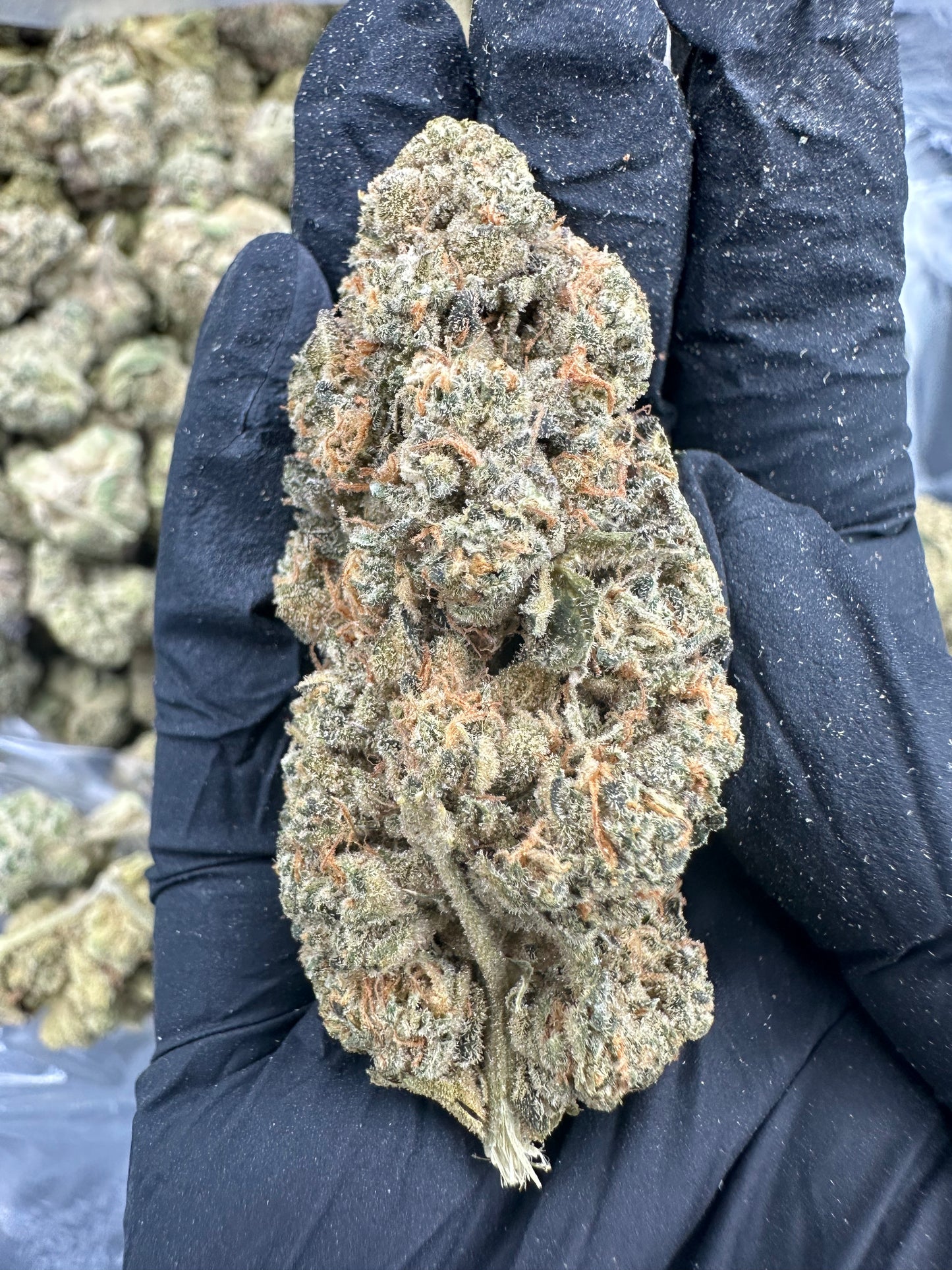 Ice Cream Cake THCA Flower (Budget)