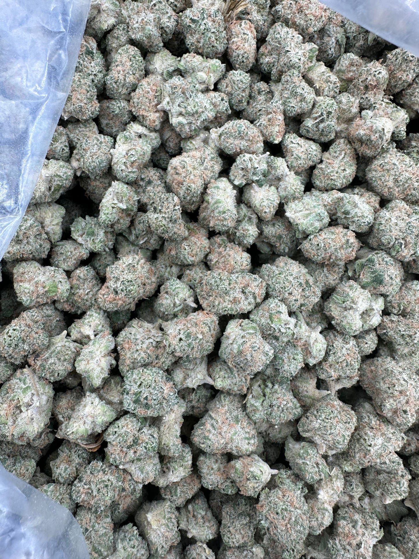 Sour Tangie THCA Flower (Budget)