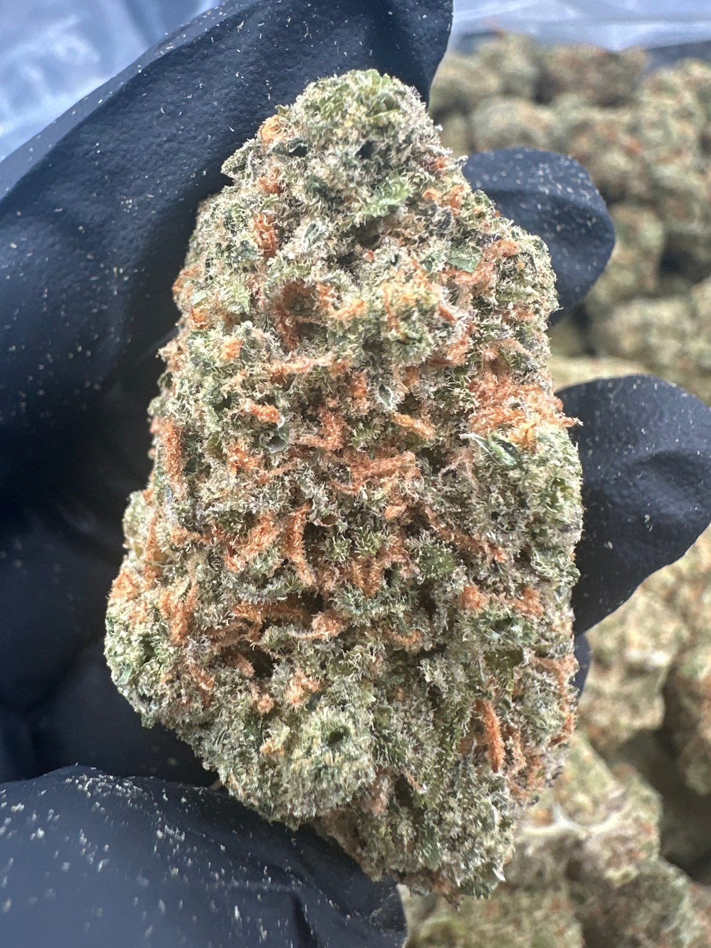 Mango Kush THCA Flower (Premium)