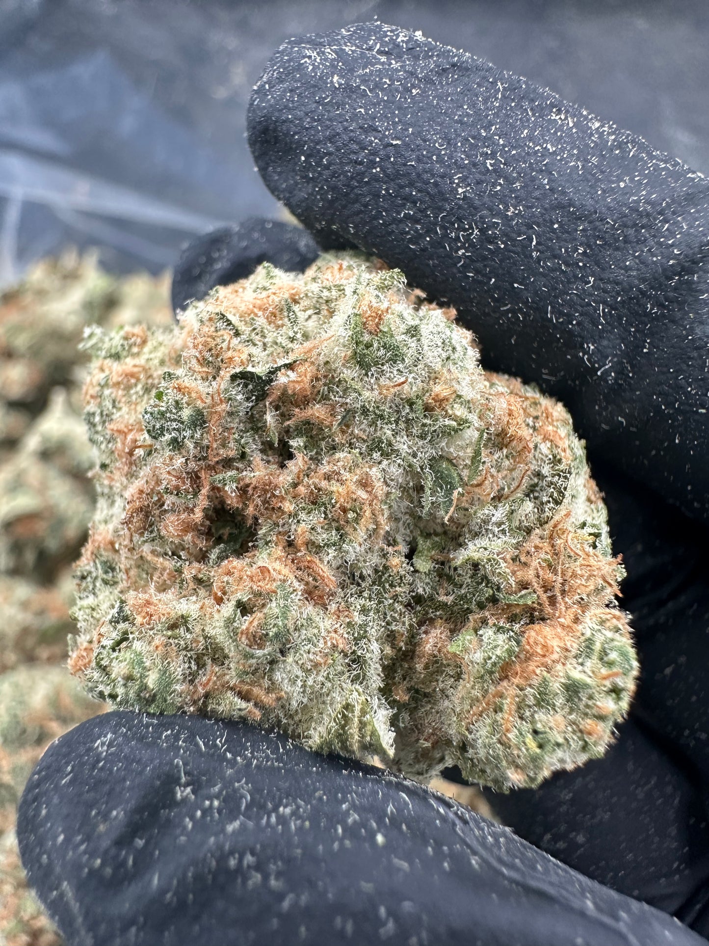 Sour Tangie THCA Flower (Premium)