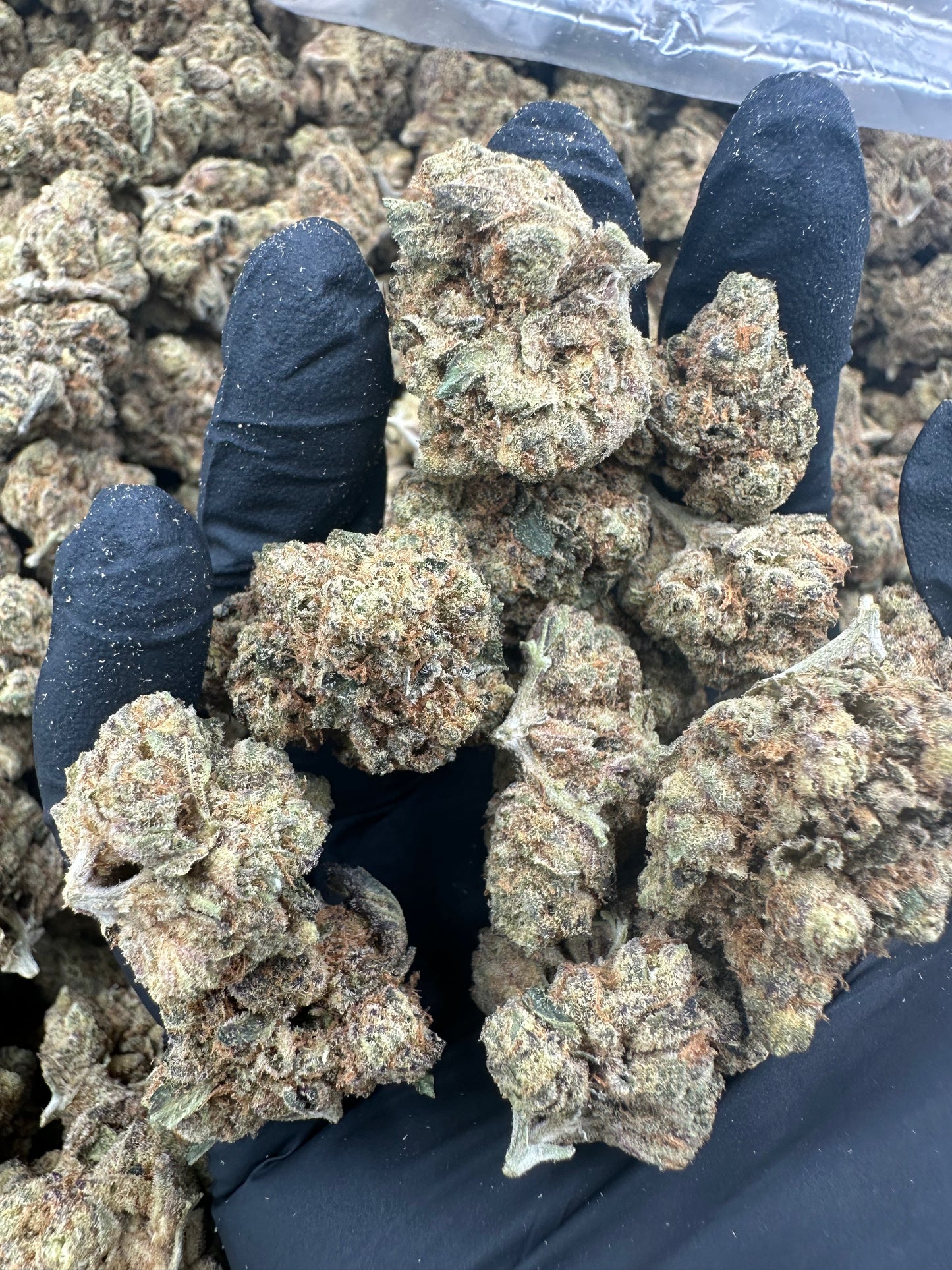 Gush Mintz THCA Flower (Budget)
