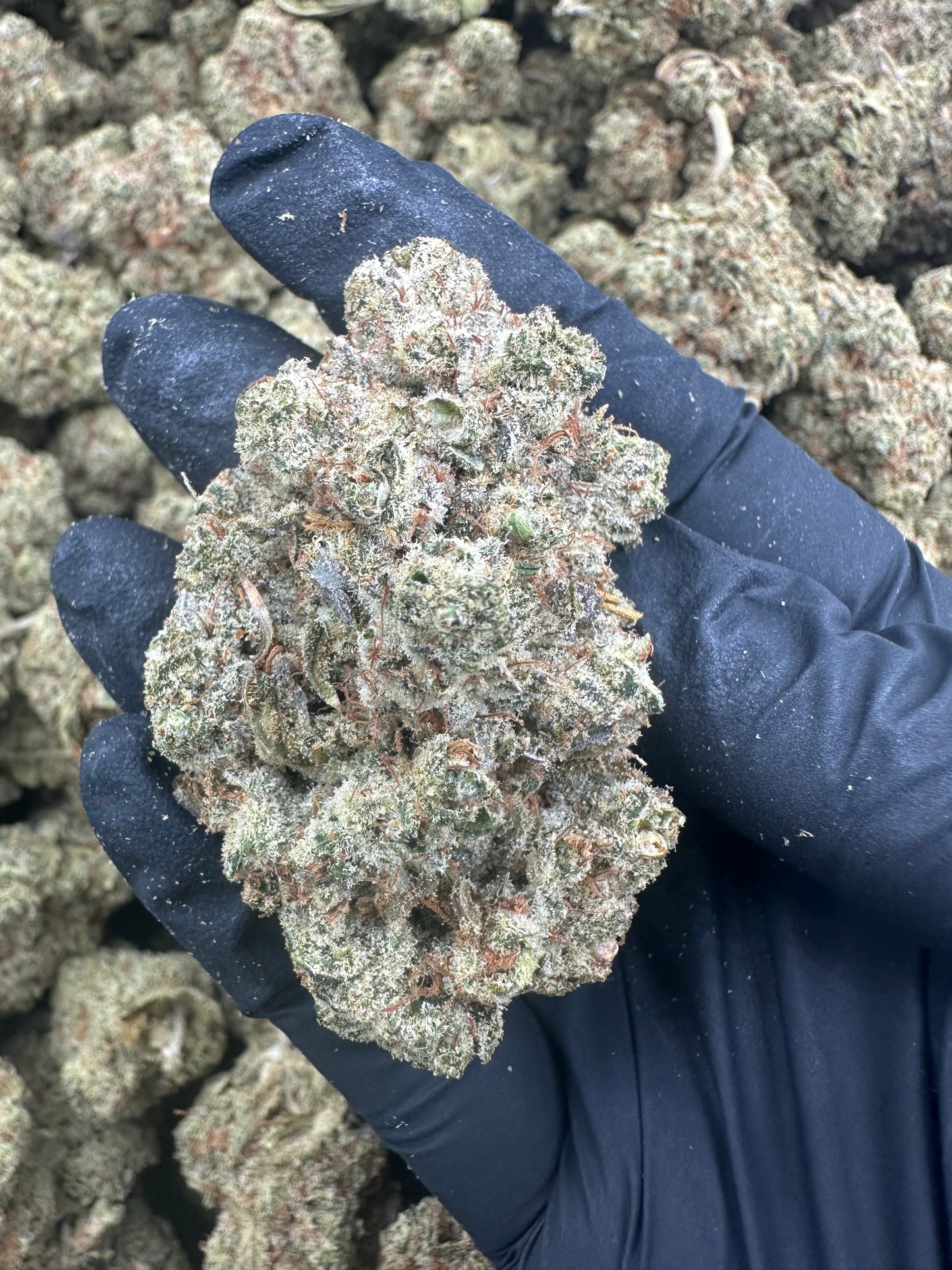 Durban Poison THCA Flower (Exotic)