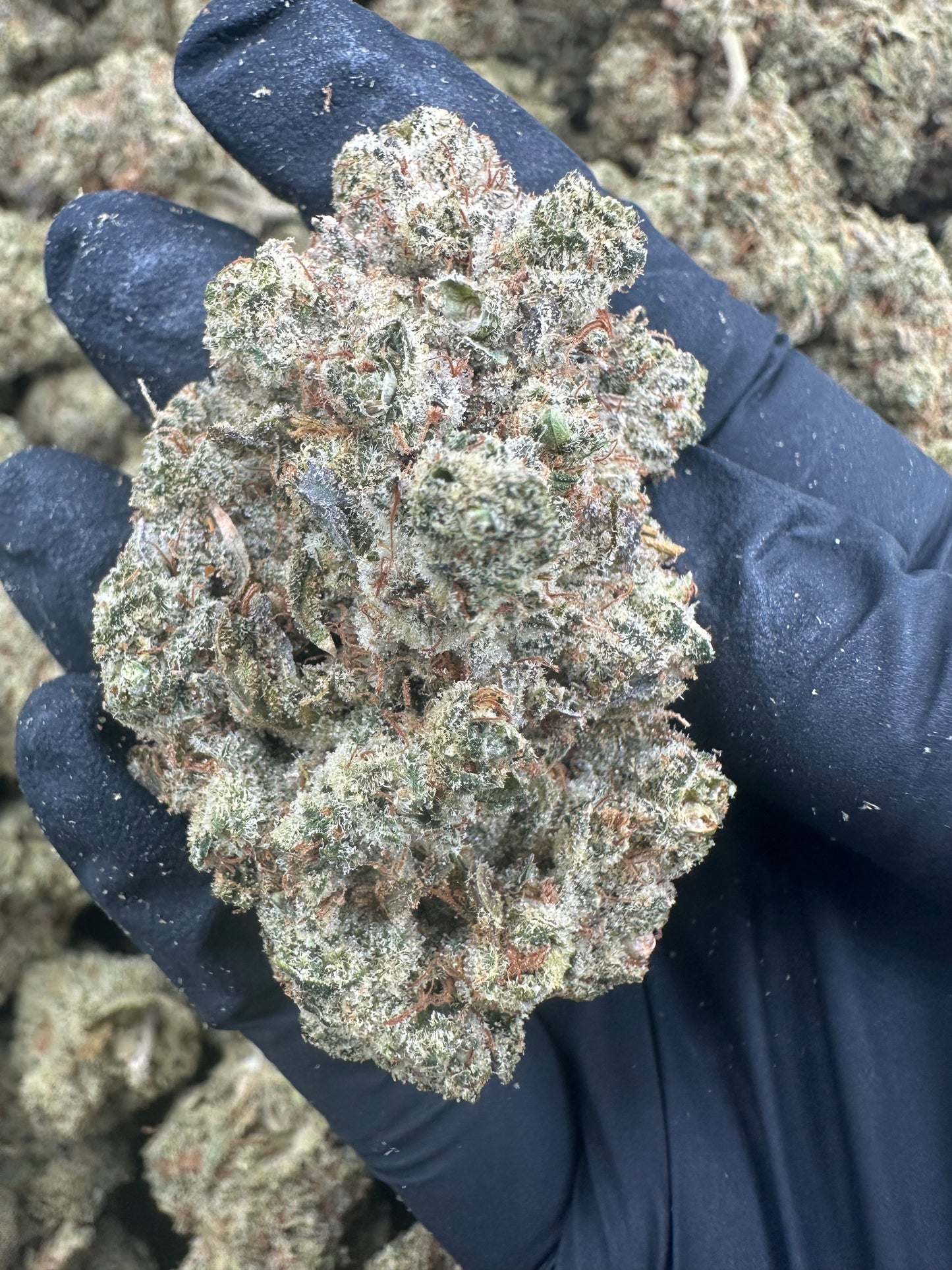 Durban Poison THCA Flower (Exotic)