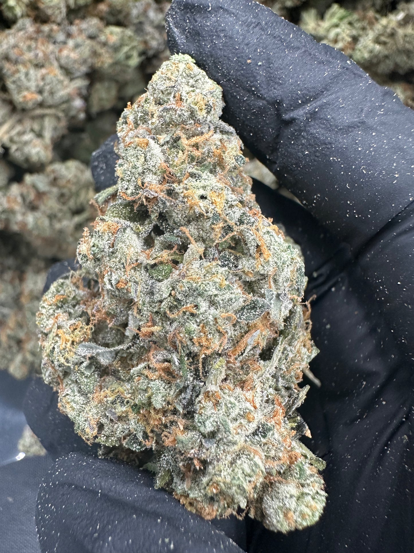 Headband THCA Flower (Exotic)