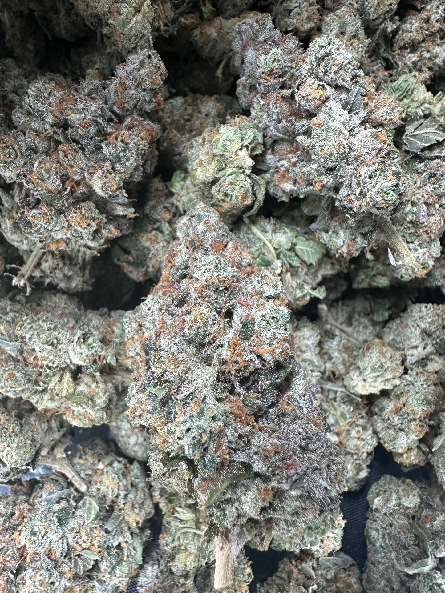 Headband THCA Flower (Exotic)