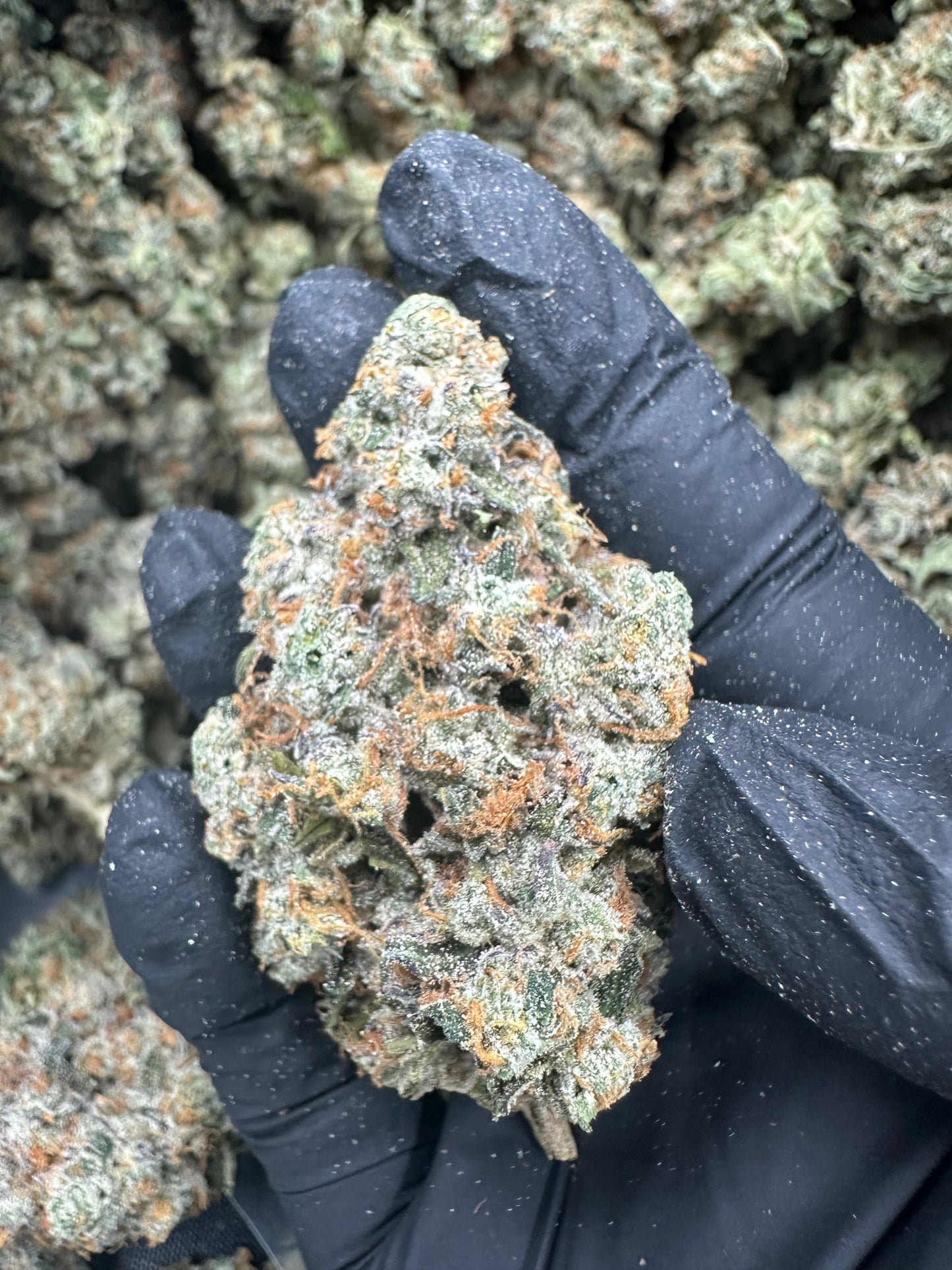 Headband THCA Flower (Exotic)