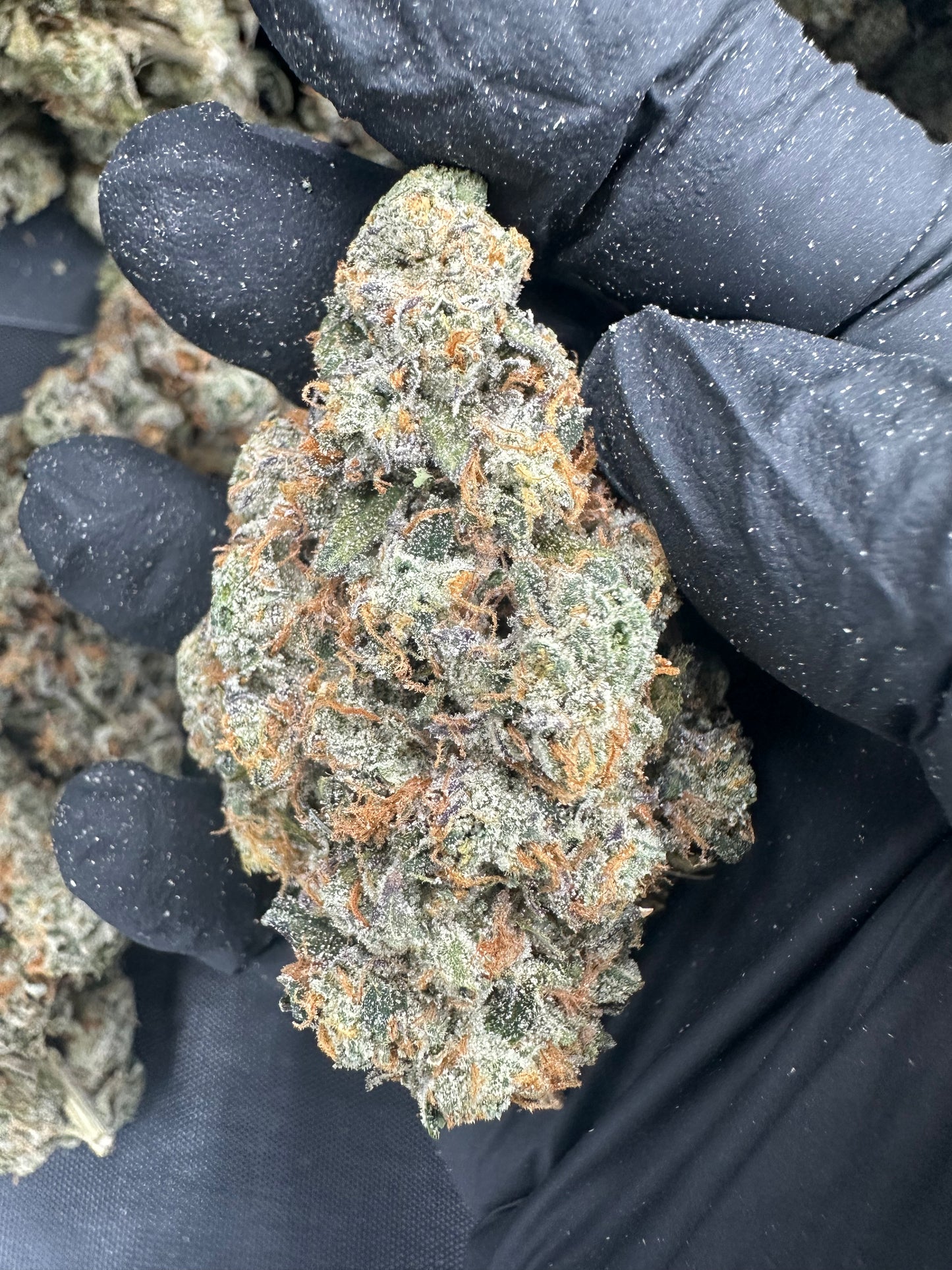 Headband THCA Flower (Exotic)