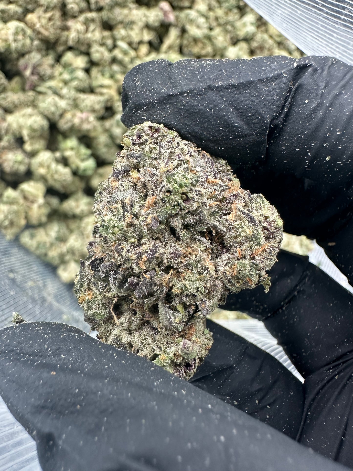Cereal Milk THCA Flower (Premium)