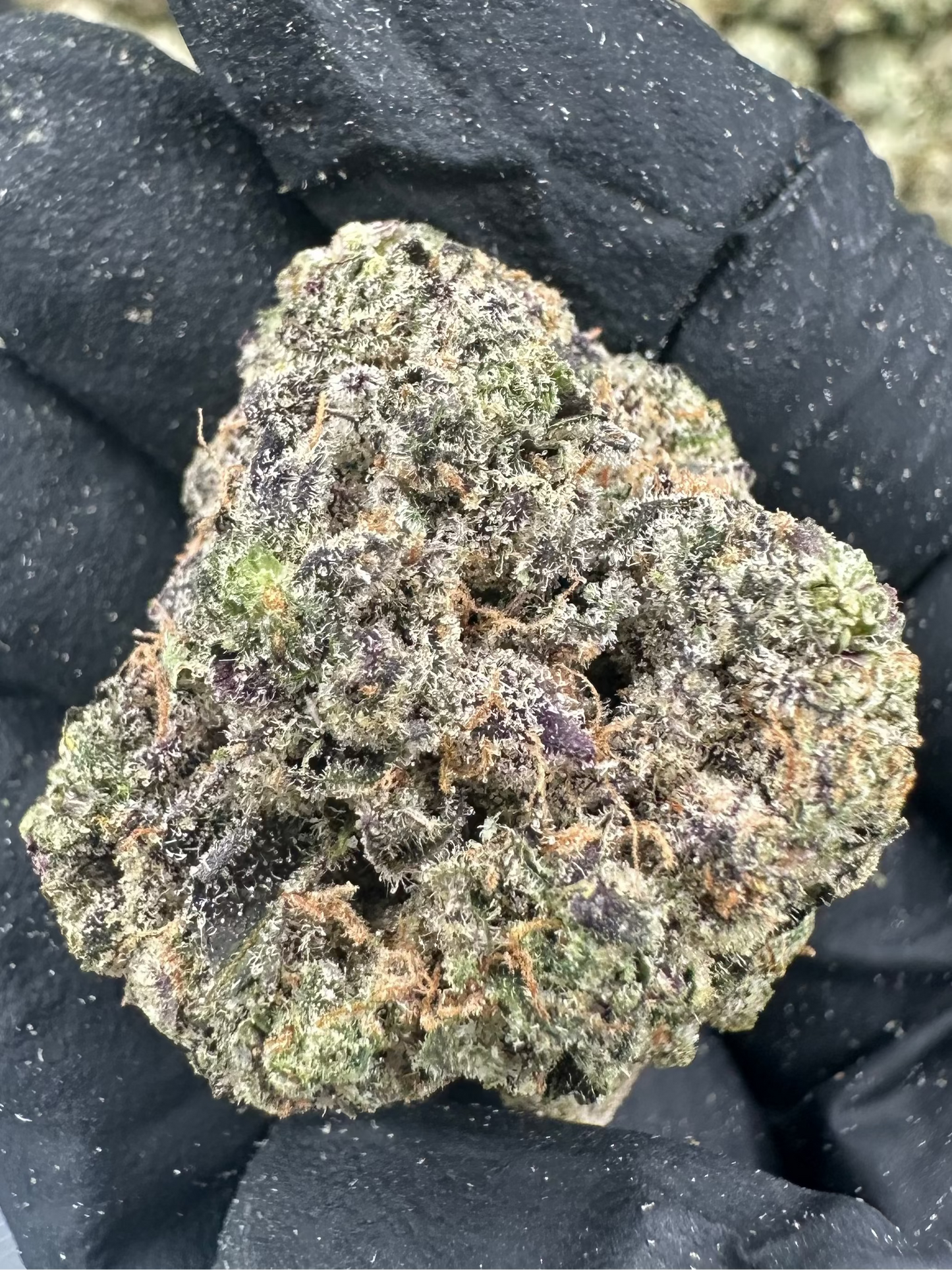 Cereal Milk THCA Flower (Premium)