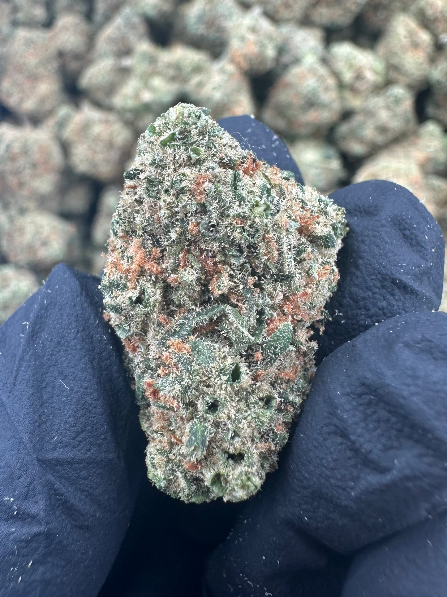 Green Crack THCA Flower (Premium)