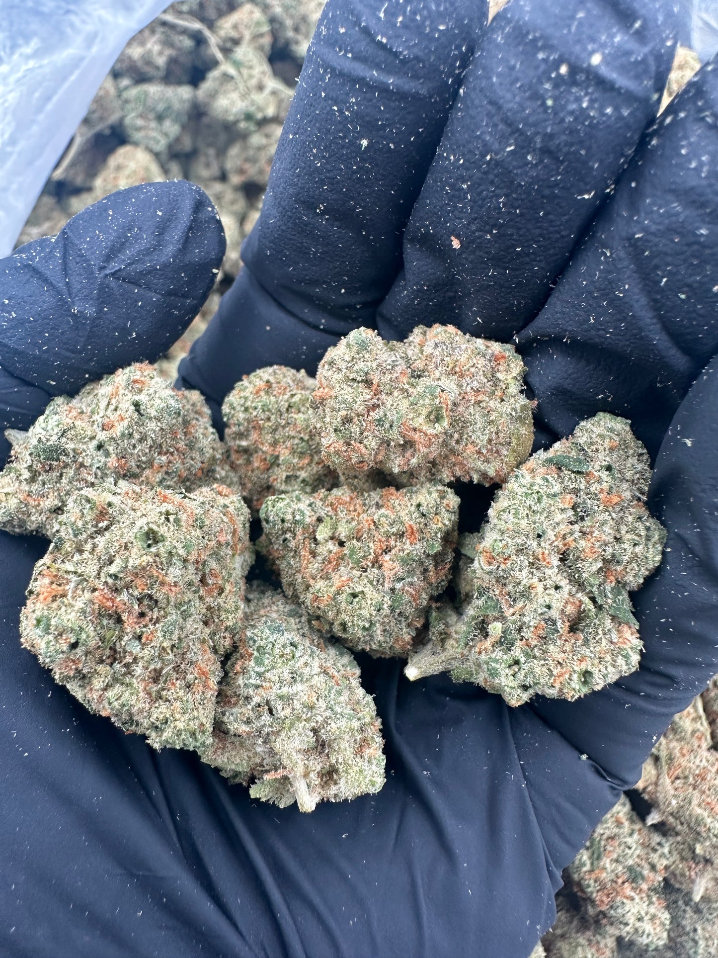 Green Crack THCA Flower (Premium)