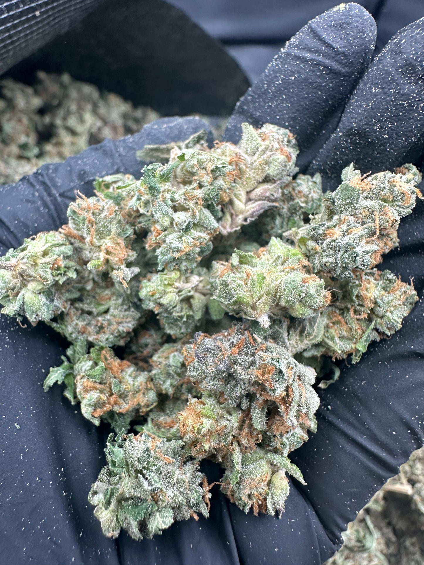 OG Kush THCA Flower (Budget)