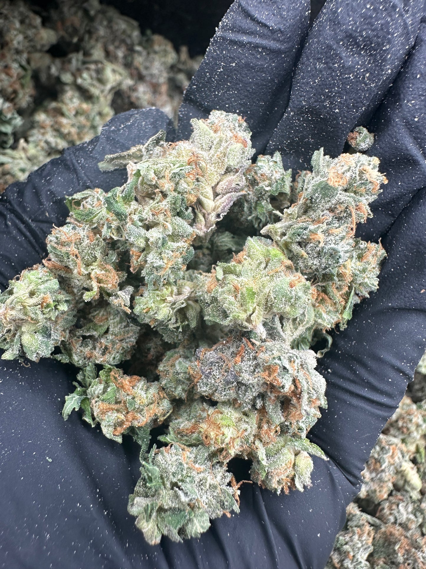 OG Kush THCA Flower (Budget)