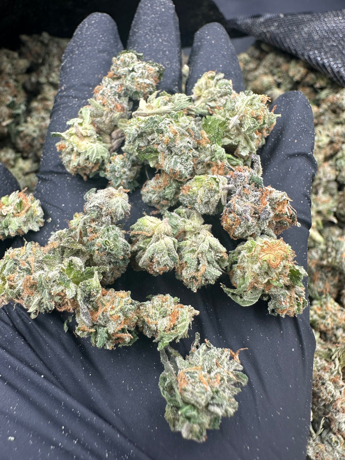 OG Kush THCA Flower (Budget)