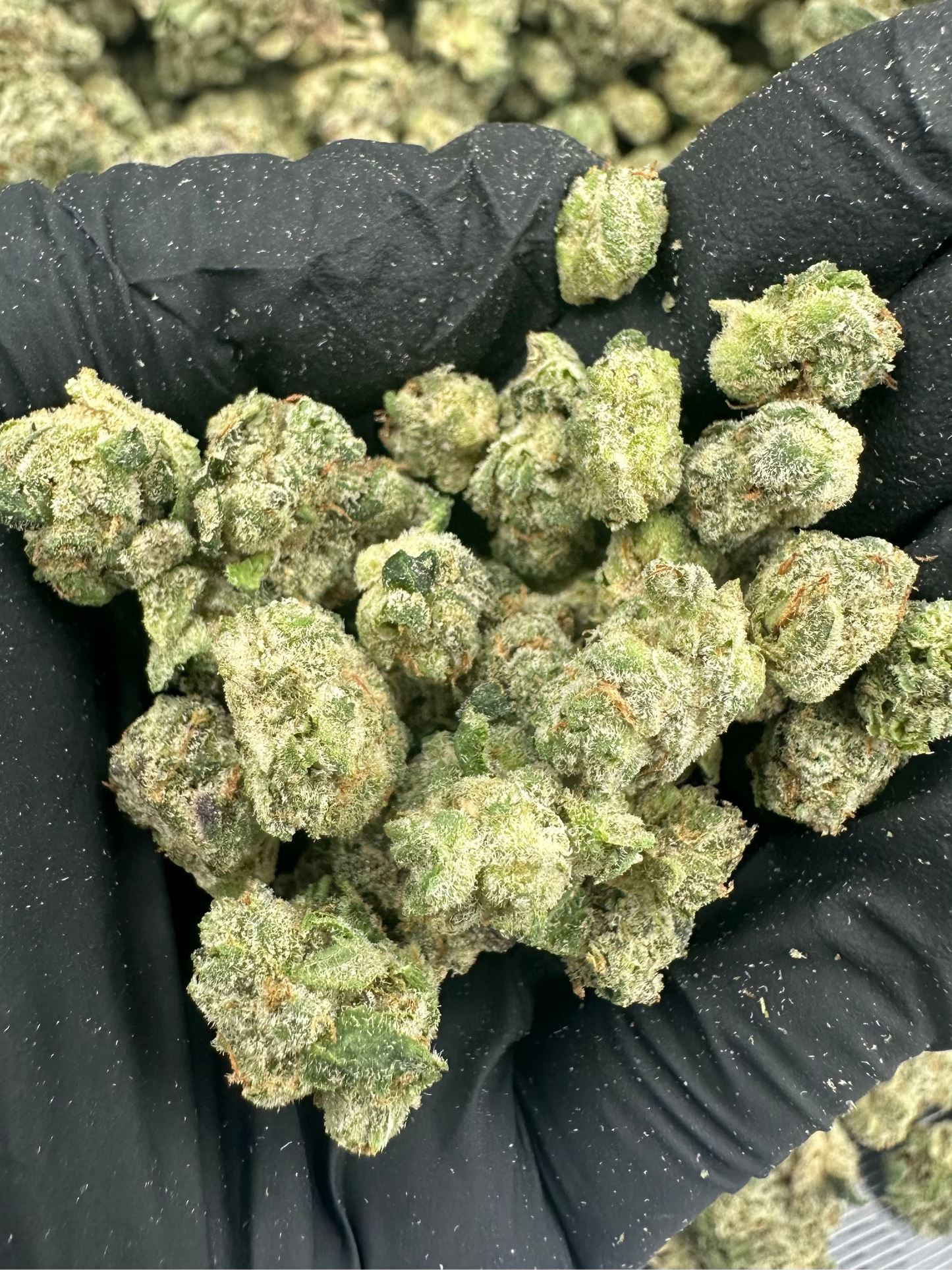 Cereal Milk THCA Flower (Budget)
