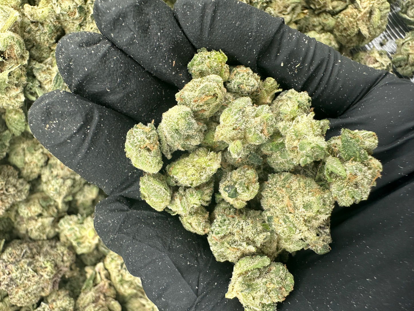 Cereal Milk THCA Flower (Budget)