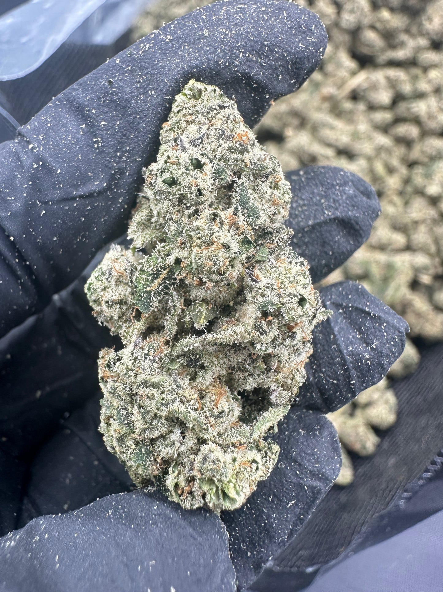 Applescotti THCA Flower (Premium)