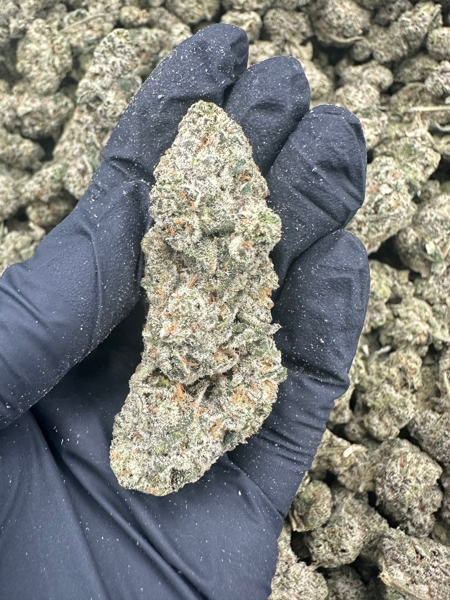 Applescotti THCA Flower (Premium)