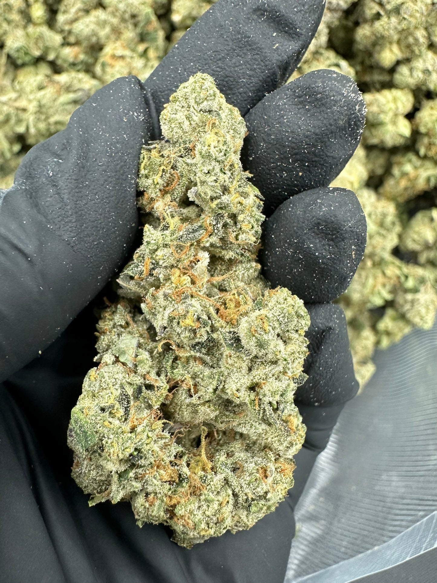 Triangle Kush Cake THCA Flower